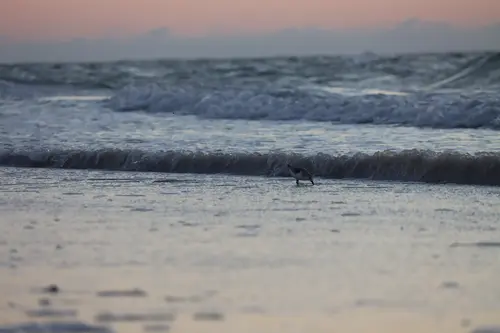 A snowy plover.